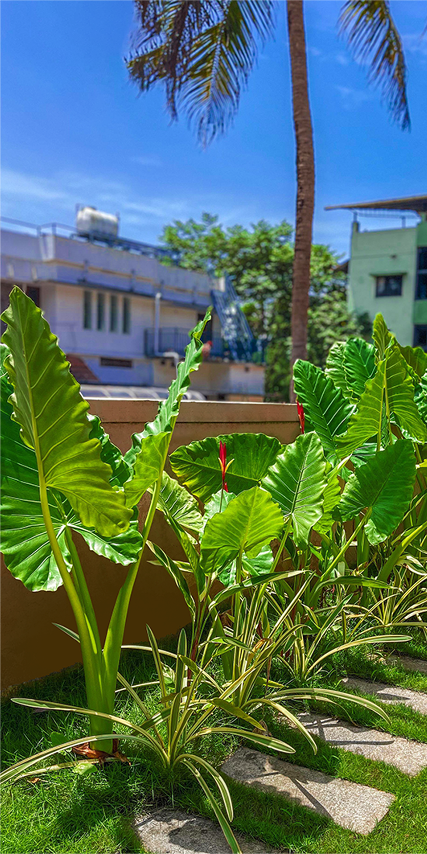 Tropical Paradise at Vadanapilly Resort
